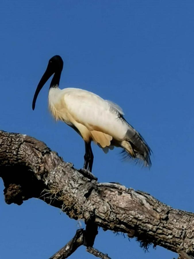 טיסמהרמה Julia Safari Inn מראה חיצוני תמונה
